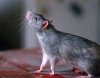 Как избавиться от крыс, мышей и других грызунов